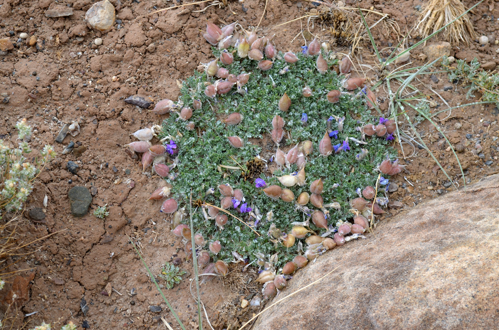 Image of Oxytropis ampullata specimen.