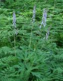 Aconitum septentrionale