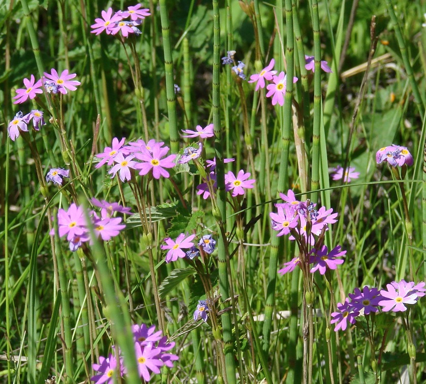 Image of Primula nutans specimen.