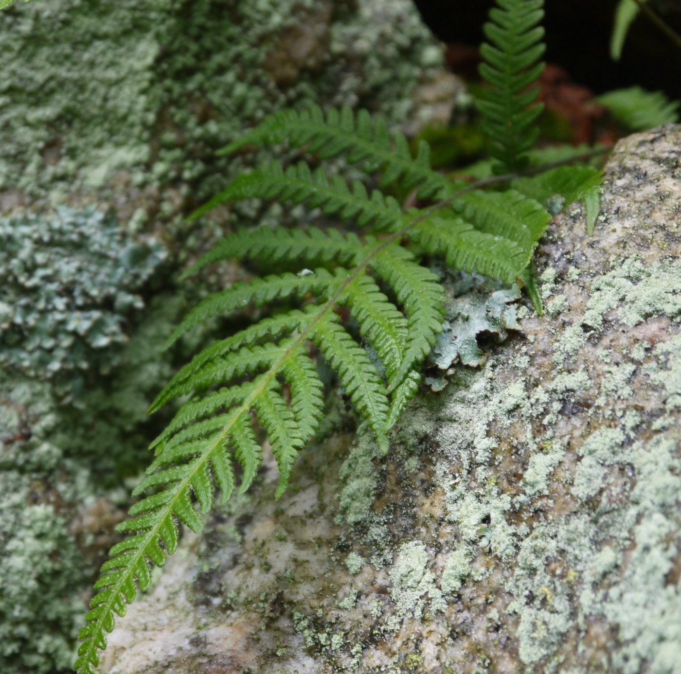 Image of Phegopteris connectilis specimen.