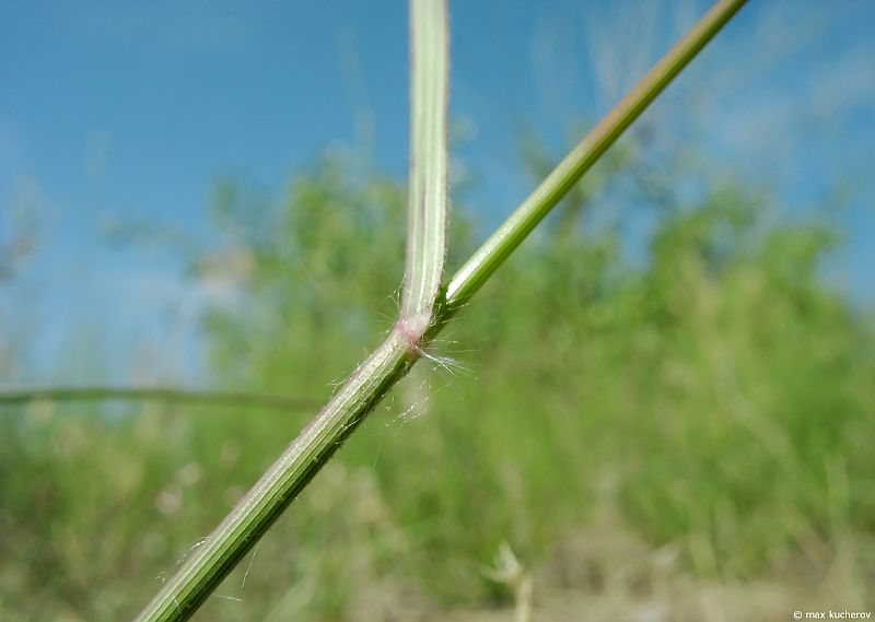 Image of Eragrostis minor specimen.