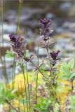 Bartsia alpina