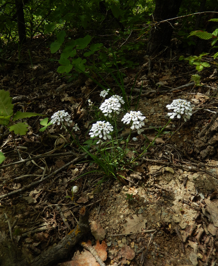 Изображение особи Iberis simplex.