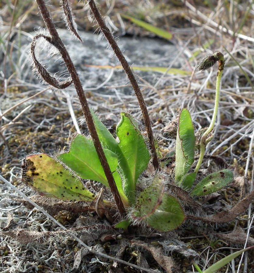 Изображение особи Pilosella laticeps.