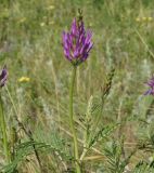 Astragalus onobrychis