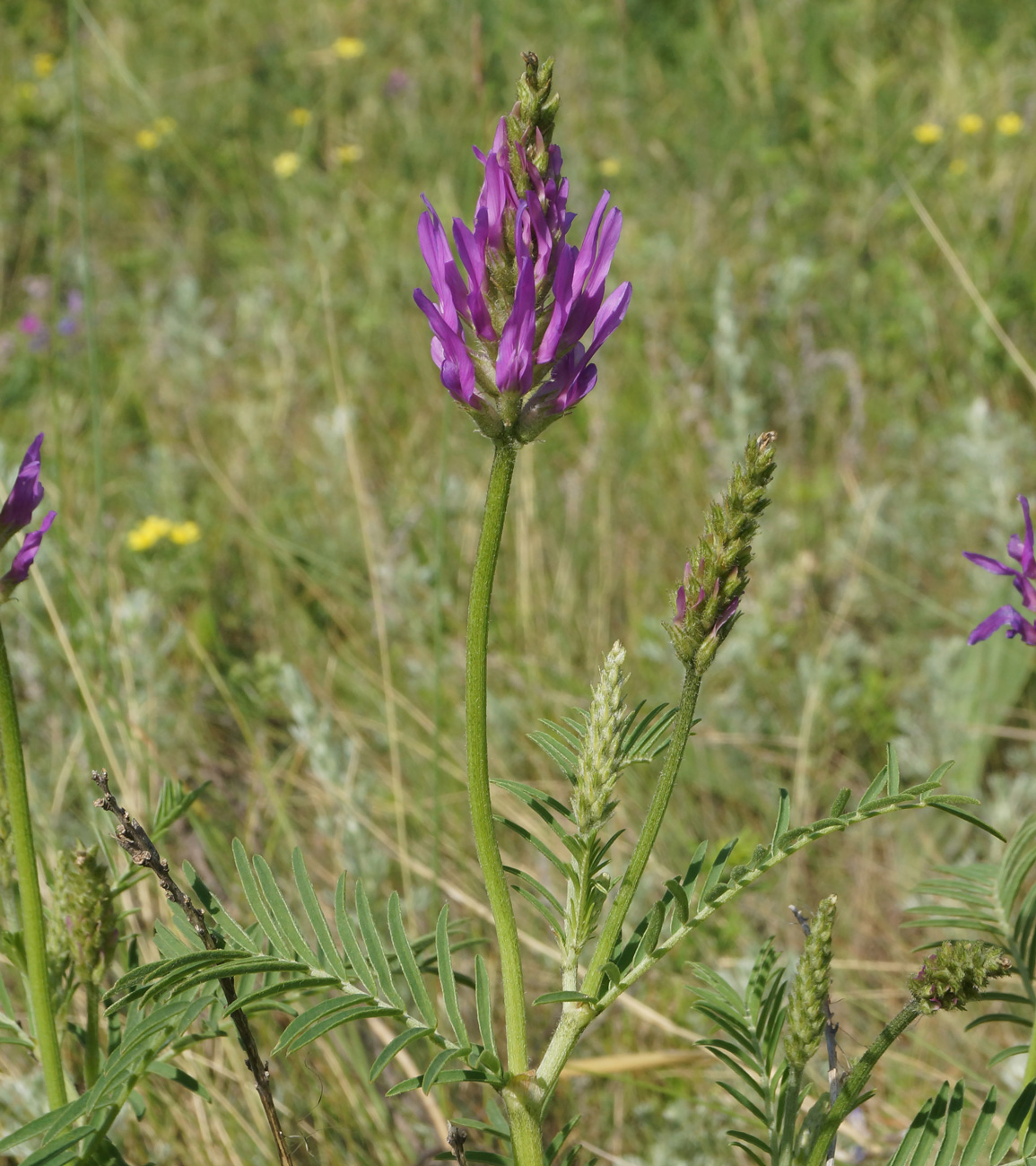 Image of Astragalus onobrychis specimen.