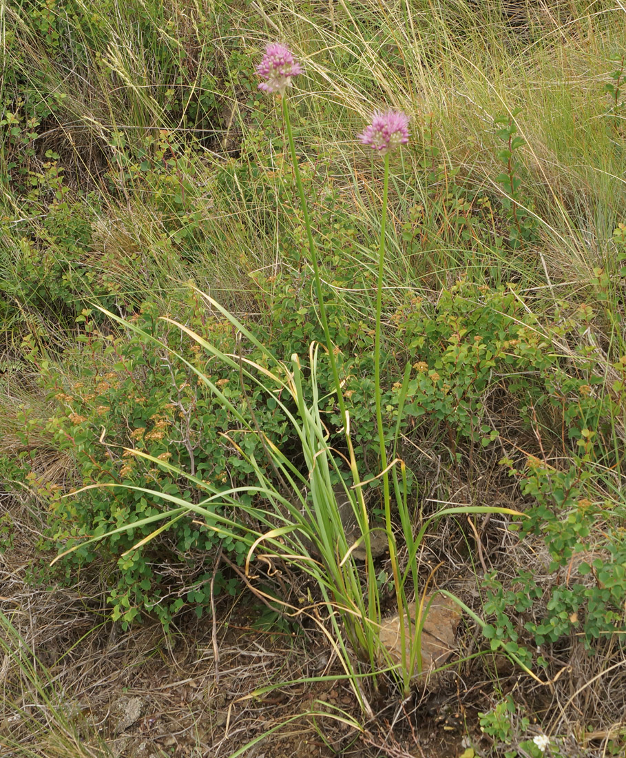 Изображение особи Allium lineare.