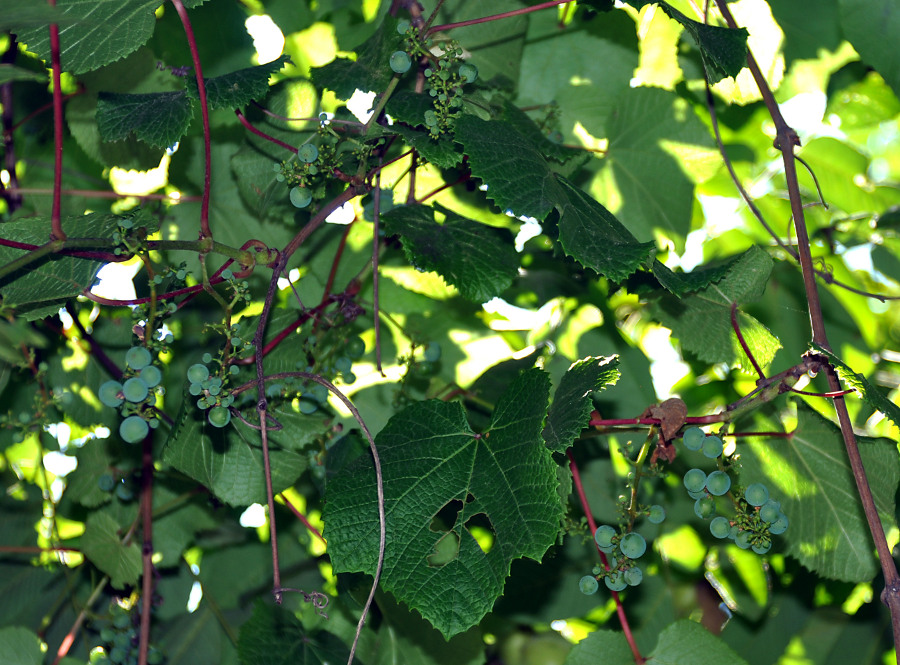 Изображение особи Vitis amurensis.