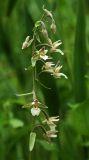 Epipactis palustris