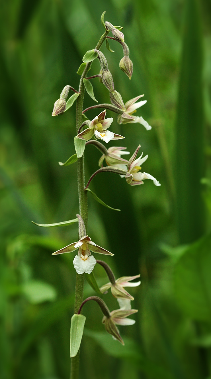 Image of Epipactis palustris specimen.