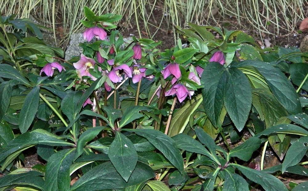 Image of Helleborus orientalis specimen.