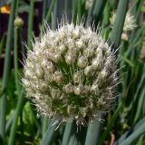 Allium fistulosum