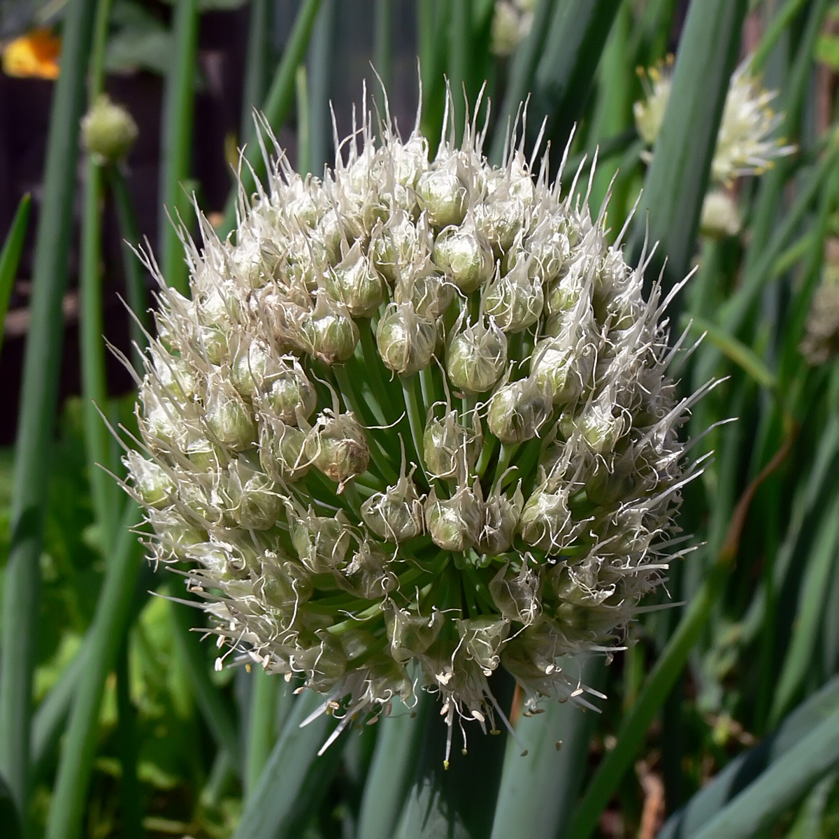 Изображение особи Allium fistulosum.