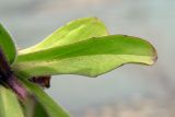 Valerianella locusta