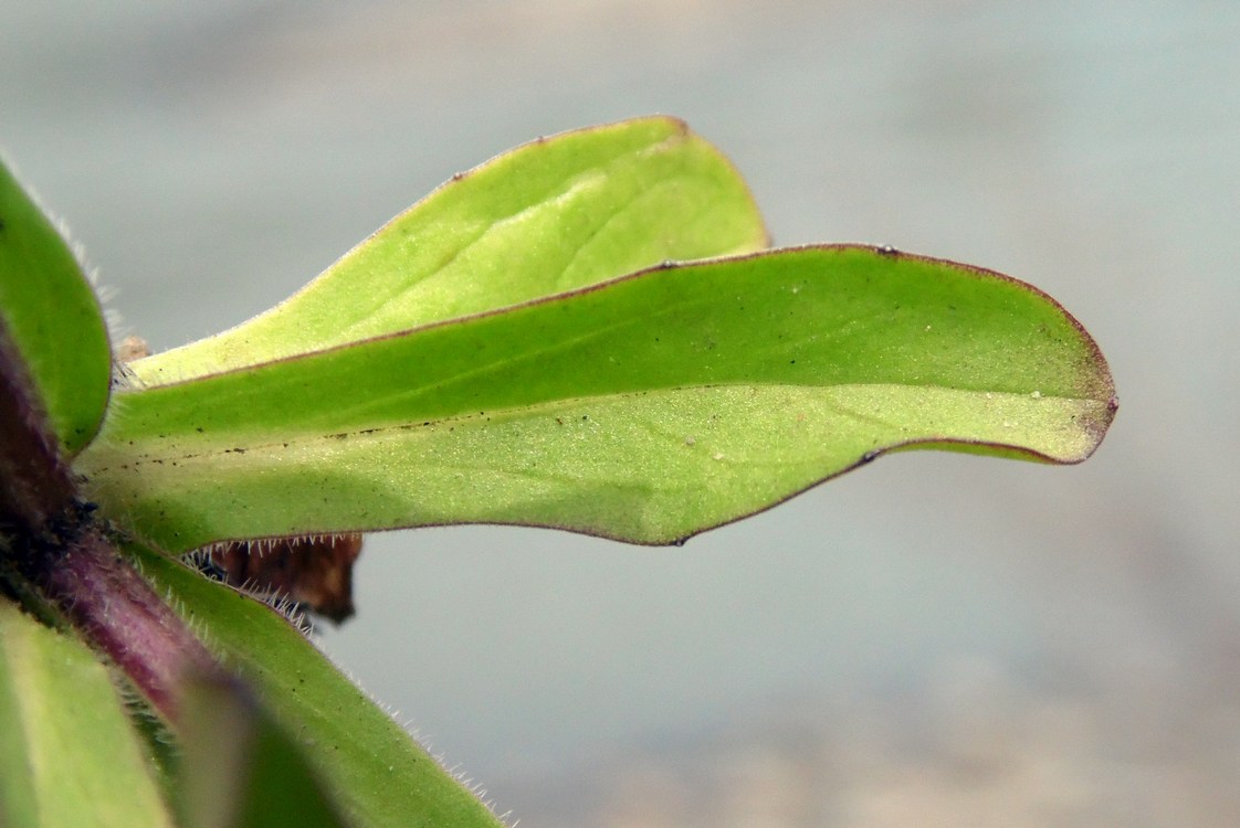 Изображение особи Valerianella locusta.