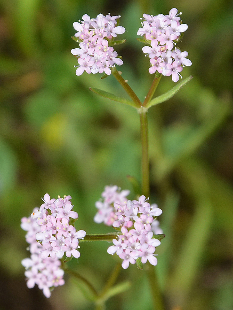 Image of genus Valerianella specimen.