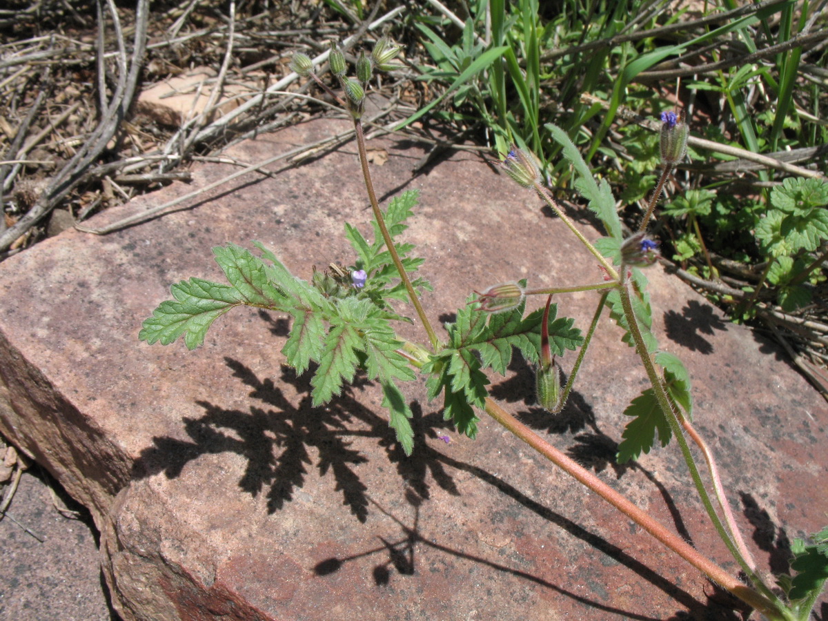 Image of Erodium hoefftianum specimen.