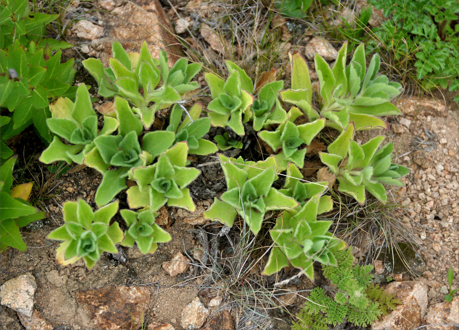 Image of Aster spathulifolius specimen.