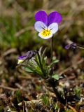 Viola tricolor. Побег с цветком и бутоном. Финляндия, Хельсинки, Вуосаари, скальное обнажение. 8 мая 2016 г.