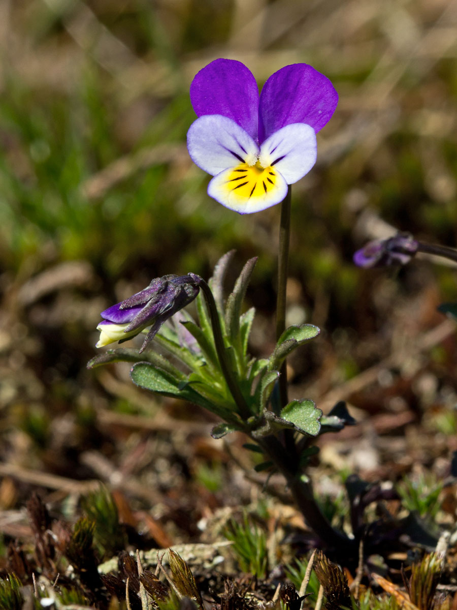 Изображение особи Viola tricolor.