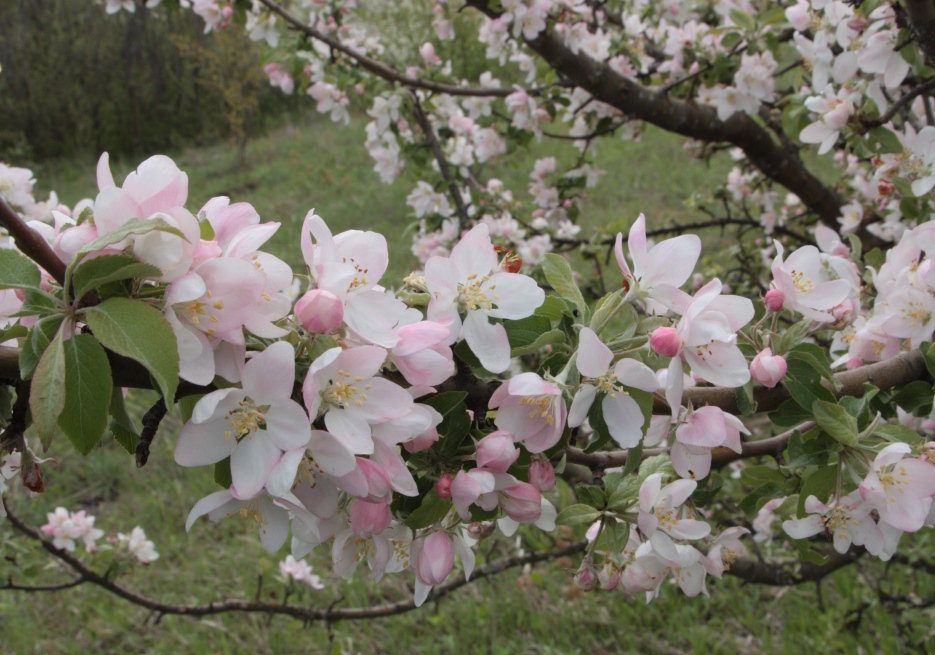 Изображение особи Malus sylvestris.