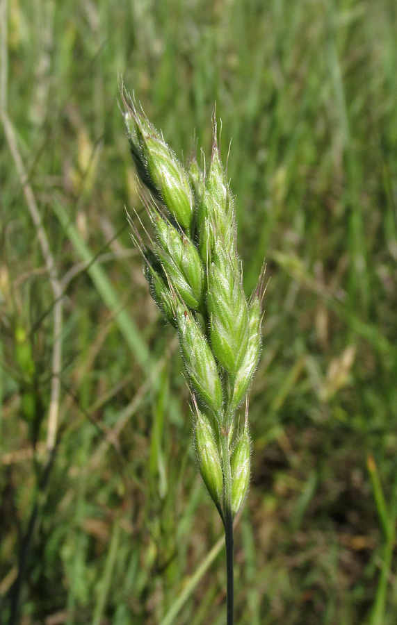 Image of Bromus hordeaceus specimen.