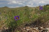 Pulsatilla tenuiloba