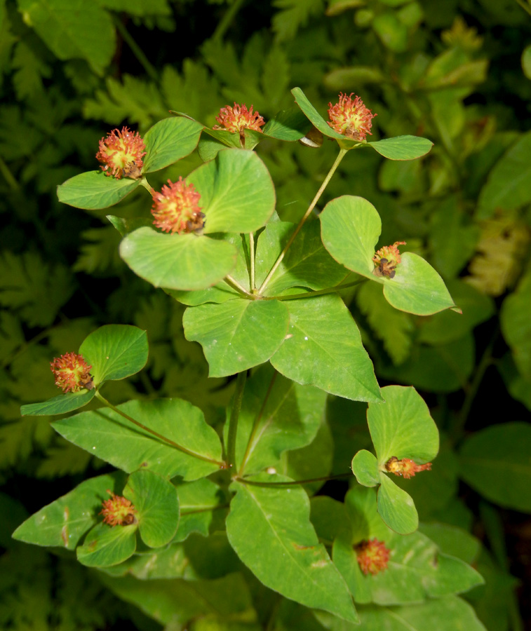 Image of Euphorbia squamosa specimen.