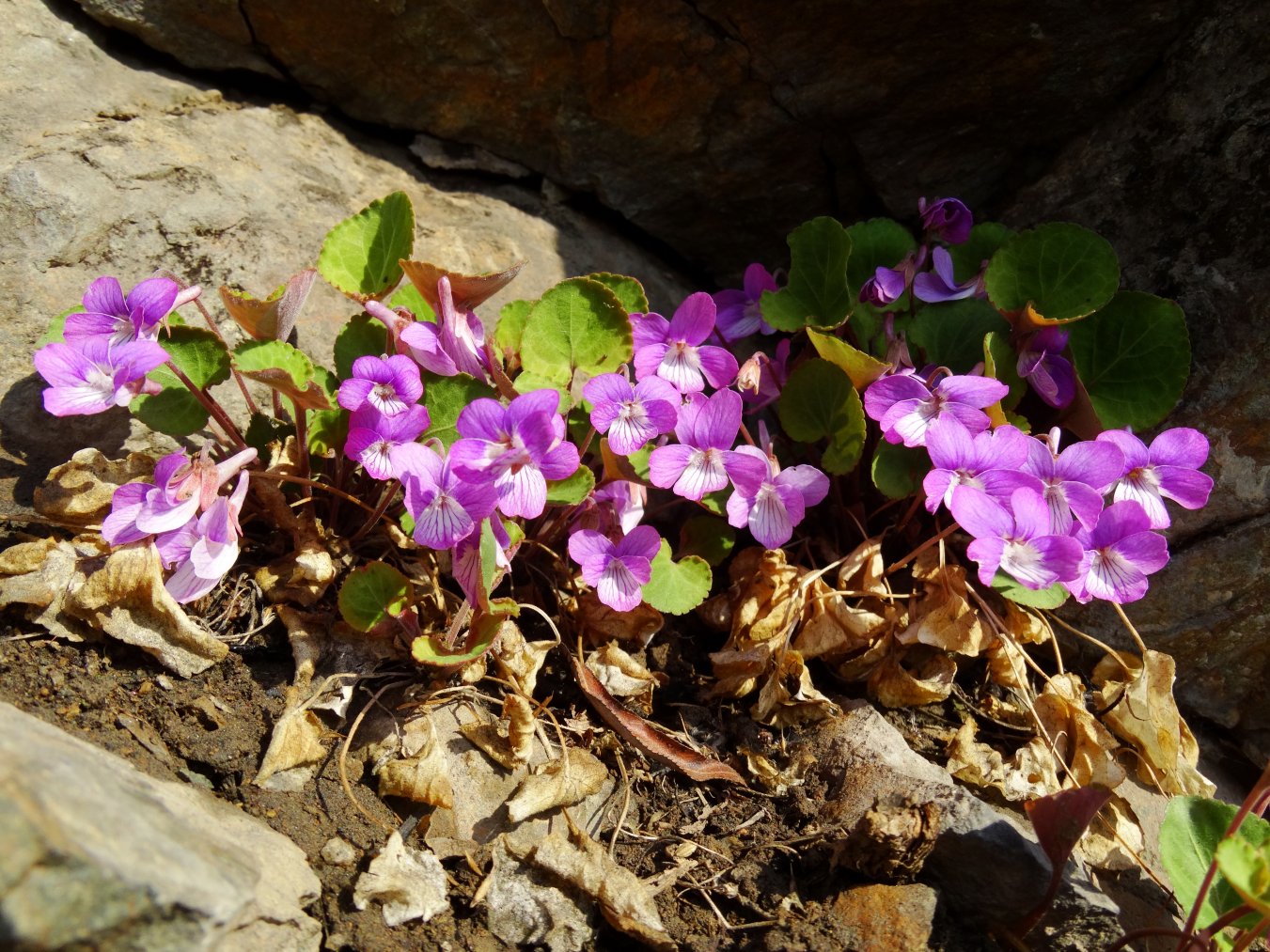 Изображение особи Viola primorskajensis.