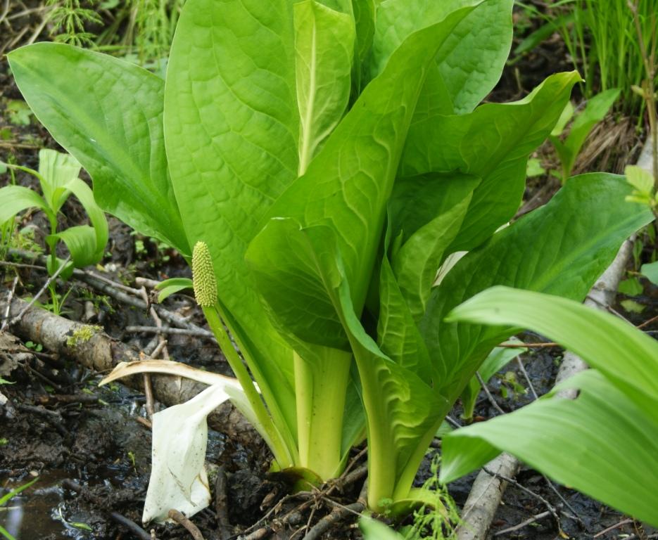 Изображение особи Lysichiton camtschatcensis.