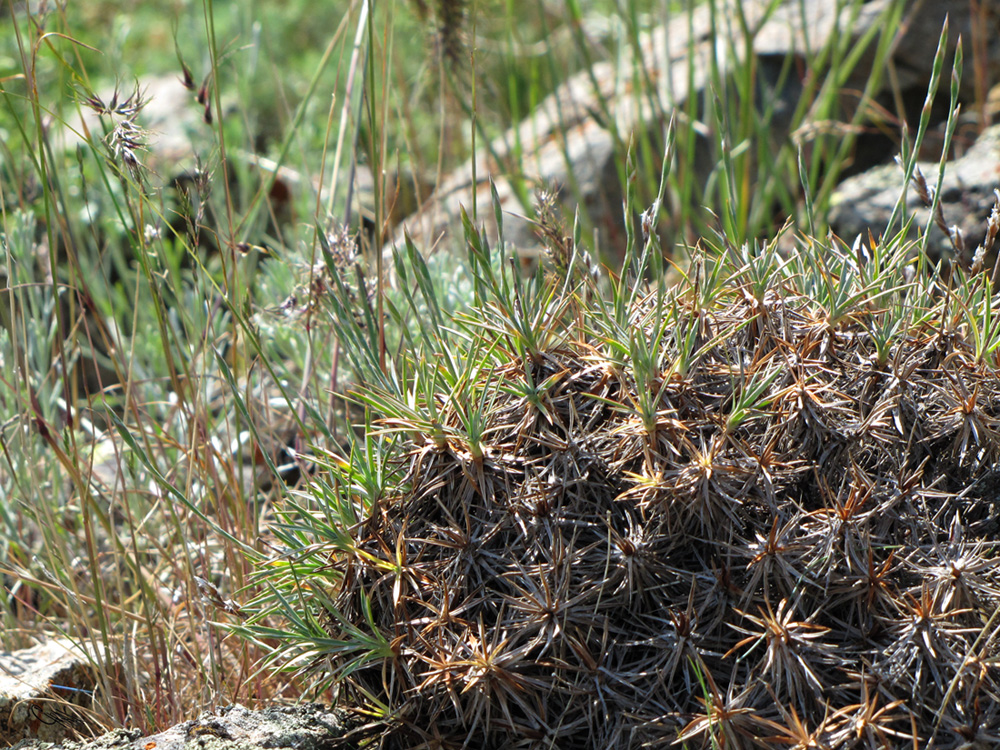 Image of Acantholimon squarrosum specimen.