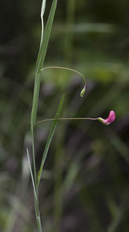 Изображение особи Lathyrus nissolia.