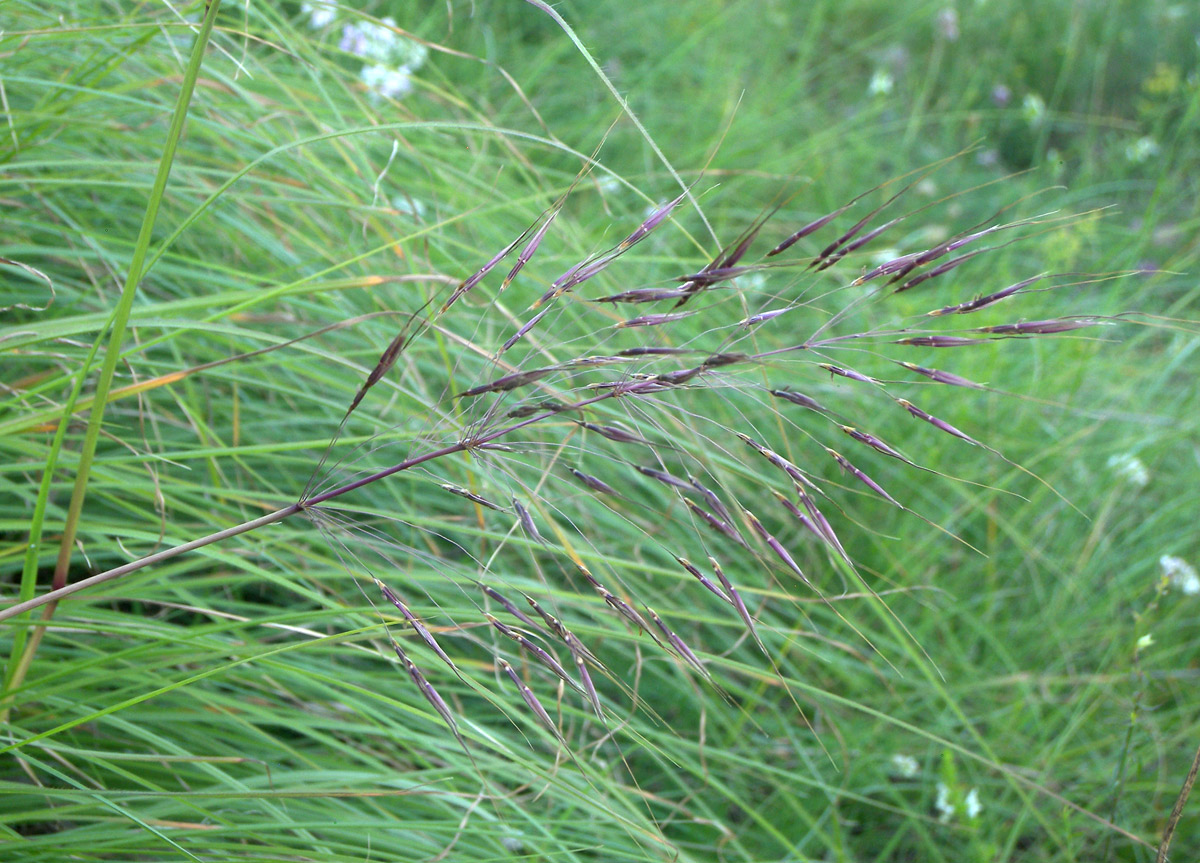 Image of Chrysopogon gryllus specimen.