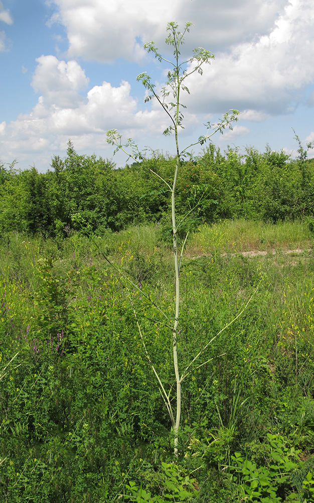 Изображение особи Conium maculatum.