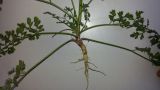 Daucus carota