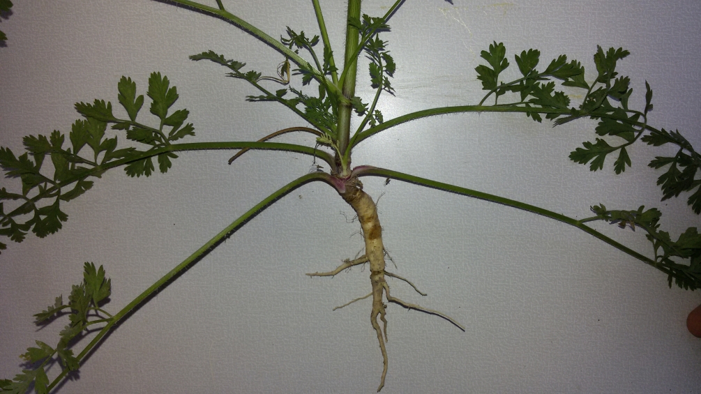 Image of Daucus carota specimen.