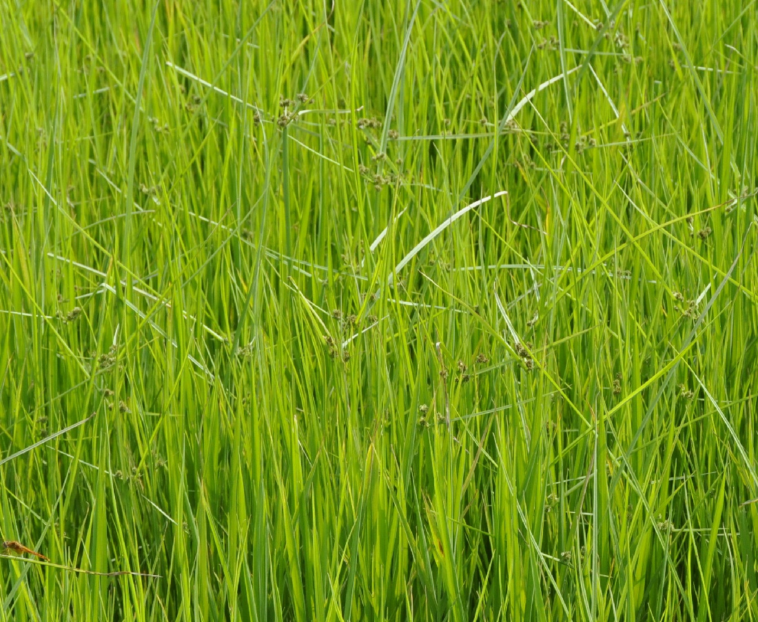 Image of Cyperus difformis specimen.