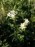 Anemonastrum crinitum. Цветущее растение. Республика Хакасия, Ширинский р-н, примерно в 23 км на запад от с. Беренжак. 4 августа 2016 г.