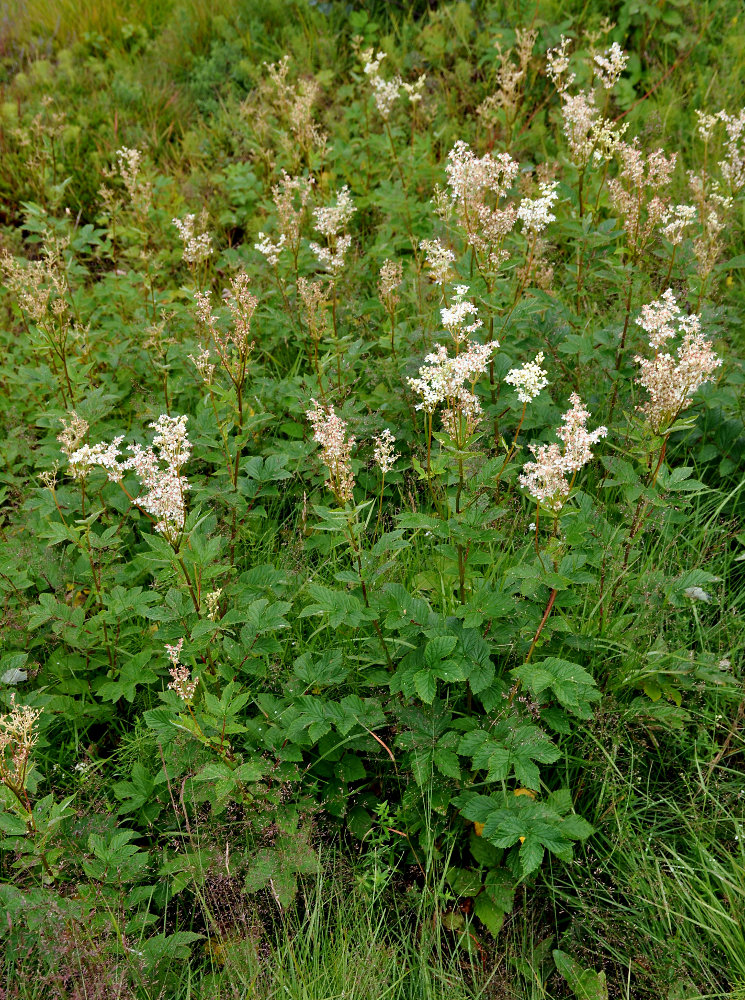 Image of Filipendula ulmaria specimen.