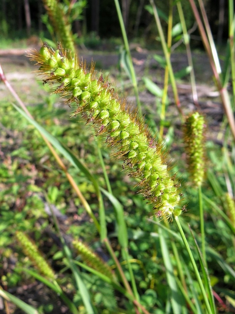 Image of Setaria pumila specimen.