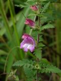 Phtheirospermum chinense