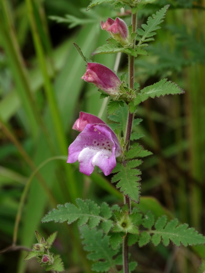 Изображение особи Phtheirospermum chinense.