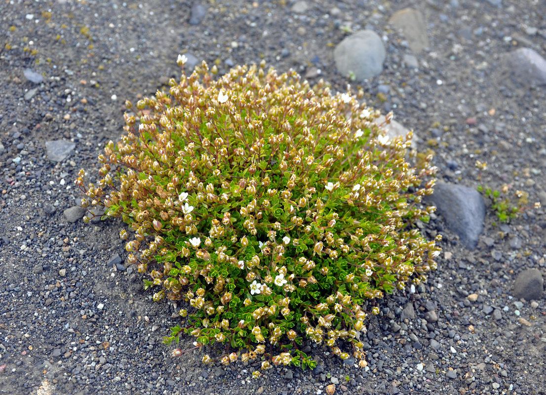 Изображение особи Arenaria norvegica.