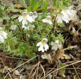 Euphrasia alboffii