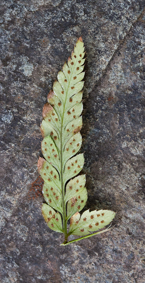 Image of Polystichum luctuosum specimen.