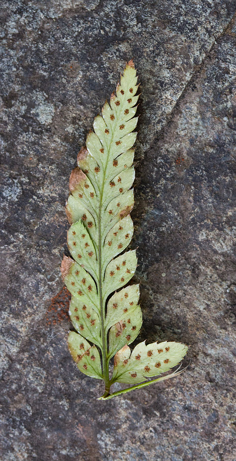 Изображение особи Polystichum luctuosum.