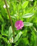 Vicia angustifolia