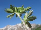 Alchemilla sericea. Верхушка побега с бутонизирующим соцветием. Адыгея, Кавказский биосферный заповедник, хр. Каменное Море, выс. ≈ 2050 м н.у.м., в расщелине скалы. 13.06.2016.