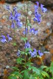 Aconitum nemorum. Верхушка цветущего растения. Казахстан, Алматинская обл., Заилийский Алатау, ущ. Левого Талгара, в тенистой скальной нише, 3000 м н.у.м. 01.09.2016.