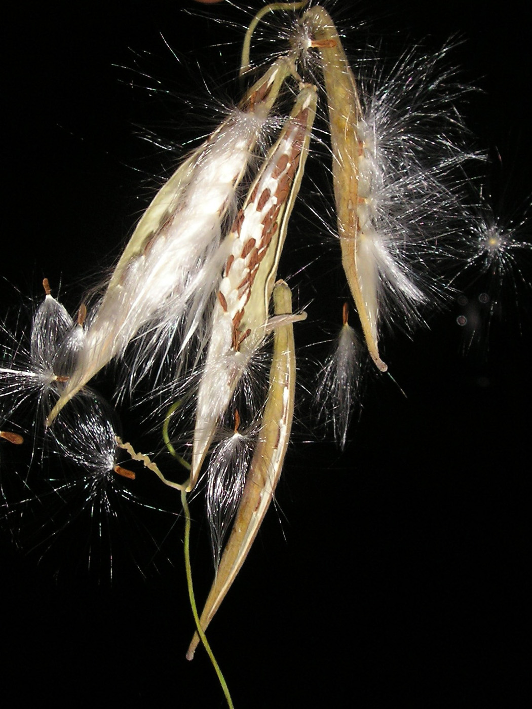 Image of Cynanchum sibiricum specimen.